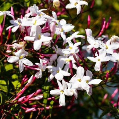 Jasmin blanc de printemps