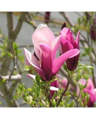 Magnolia liliflora 'Nigra' - Robert - Flickr