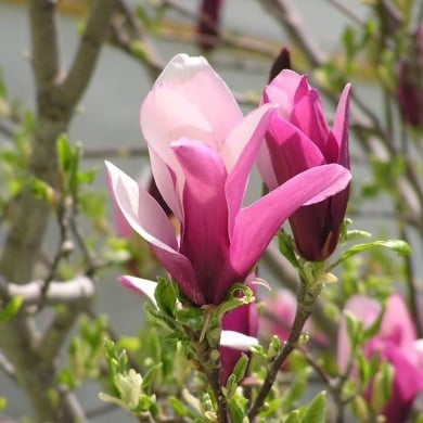 Magnolia liliflora 'Nigra' - Robert - Flickr
