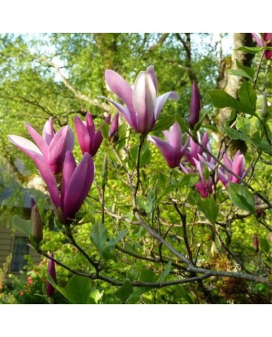 Magnolia liliflora - en fleurs - Wendy Cutler - Flickr