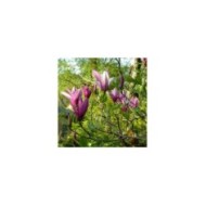 Magnolia liliflora - en fleurs - Wendy Cutler - Flickr