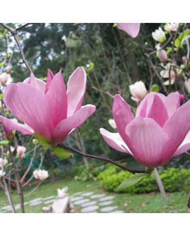 Magnolia liliflora - Fleurs - Flickr