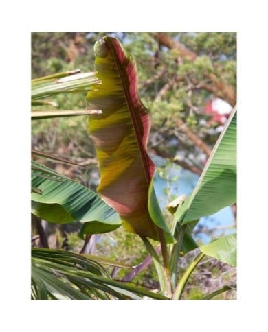 Bananier du Sikkim Red Tiger - Musa sikkimensis 'Red Tiger' (Dan Kristiansen / flickr.com)