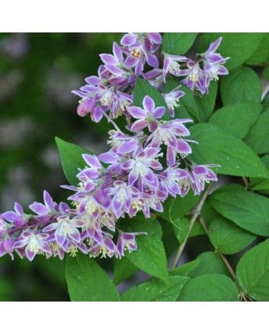 Deutzia 'Perle Rose' (Dawn W / Pixabay.com)