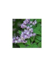 Deutzia 'Perle Rose' (Dawn W / Pixabay.com)