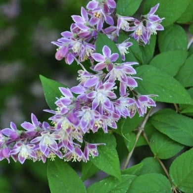 Deutzia 'Perle Rose' (Dawn W / Pixabay.com)