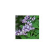 Deutzia 'Perle Rose' (Dawn W / Pixabay.com)