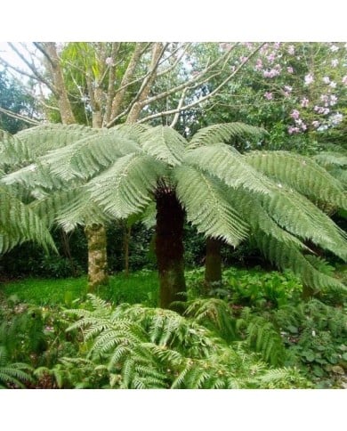 Fougère arborescente - Dicksonia antartica (Tim Green / flickr.com)