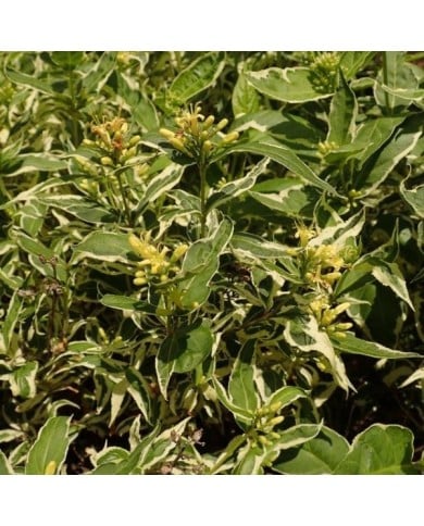 Diervilla sessilifolia 'Cool Splash®' (Salicyna / wikimedia.org)