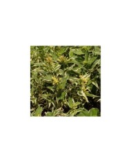 Diervilla sessilifolia 'Cool Splash®' (Salicyna / wikimedia.org)