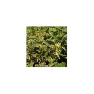 Diervilla sessilifolia 'Cool Splash®' (Salicyna / wikimedia.org)