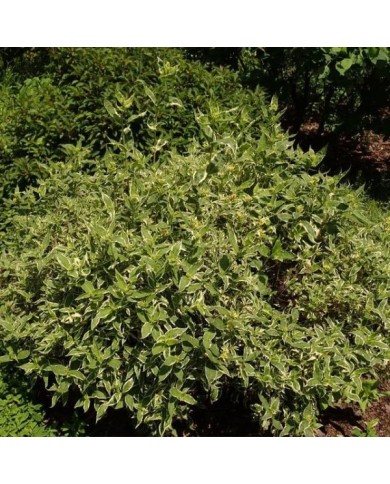Diervilla sessilifolia 'Cool Splash®' (Salicyna / wikimedia.org)