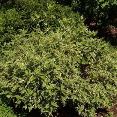 Diervilla sessilifolia 'Cool Splash®' (Salicyna / wikimedia.org)
