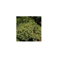 Diervilla sessilifolia 'Cool Splash®' (Salicyna / wikimedia.org)
