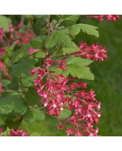 Groseiller à fleurs King Edward VII (Ribes sanguineum) (Wouter Hagens / wikimedia.org)