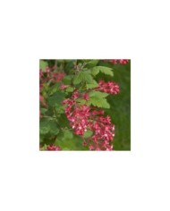Groseiller à fleurs King Edward VII (Ribes sanguineum) (Wouter Hagens / wikimedia.org)