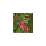 Groseiller à fleurs King Edward VII (Ribes sanguineum) (Wouter Hagens / wikimedia.org)