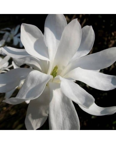 Magnolia stellata - crabchick - Flickr