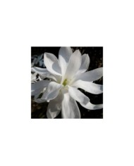 Magnolia stellata - crabchick - Flickr