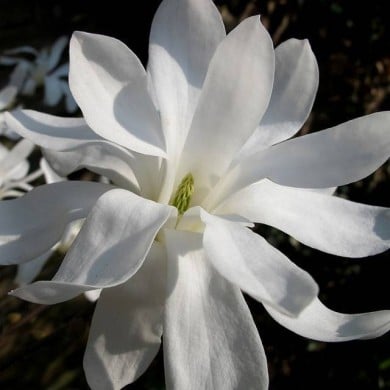 Magnolia stellata - crabchick - Flickr