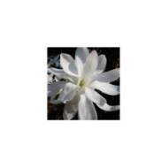 Magnolia stellata - crabchick - Flickr
