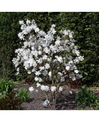 Magnolia stellata - arbre en fleurs - Ting Chen - Flickr