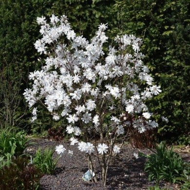 Magnolia stellata - arbre en fleurs - Ting Chen - Flickr