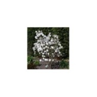 Magnolia stellata - arbre en fleurs - Ting Chen - Flickr