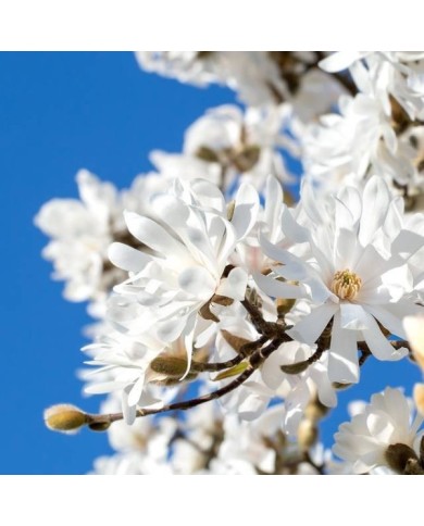 Magnolia stellata - Fleurs - Sheila Sund - Flickr