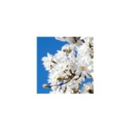 Magnolia stellata - Fleurs - Sheila Sund - Flickr