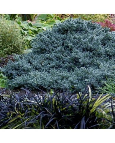 Genévrier écailleux 'Blue Star' (Juniperus squamata) (jacki-dee)