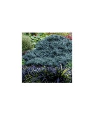 Genévrier écailleux 'Blue Star' (Juniperus squamata) (jacki-dee)