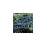 Genévrier écailleux 'Blue Star' (Juniperus squamata) (jacki-dee)