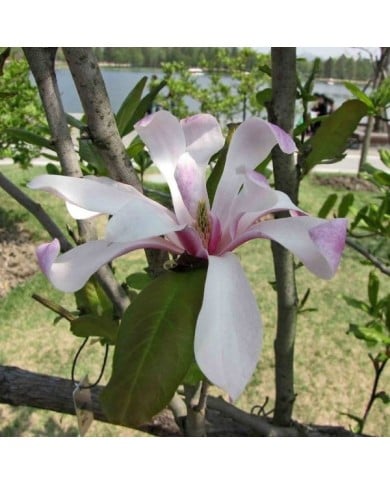 Magnolia loebneri 'Leonard Messel' - Fleurs - Flickr