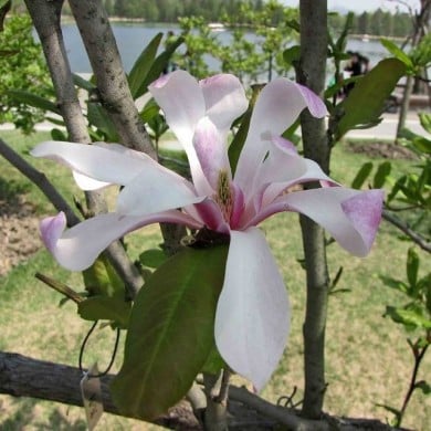 Magnolia loebneri 'Leonard Messel' - Fleurs - Flickr