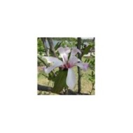 Magnolia loebneri 'Leonard Messel' - Fleurs - Flickr