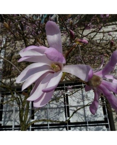 Magnolia loebneri 'Leonard Messel' - Fleurs - Wendy Cutler - Flickr