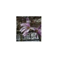 Magnolia loebneri 'Leonard Messel' - Fleurs - Wendy Cutler - Flickr