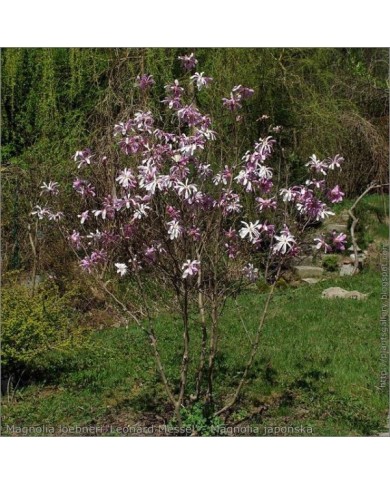 Magnolia loebneri 'Leonard Messel' - Arbre en fleurs - Babij - Flickr