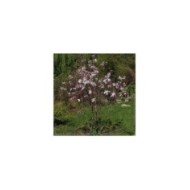 Magnolia loebneri 'Leonard Messel' - Arbre en fleurs - Babij - Flickr