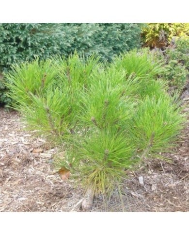 Pin rouge du Japon - Pinus densiflora 'Alice Verkade' (Skai Leja / flickr.com)