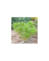 Pin rouge du Japon - Pinus densiflora 'Alice Verkade' (Skai Leja / flickr.com)