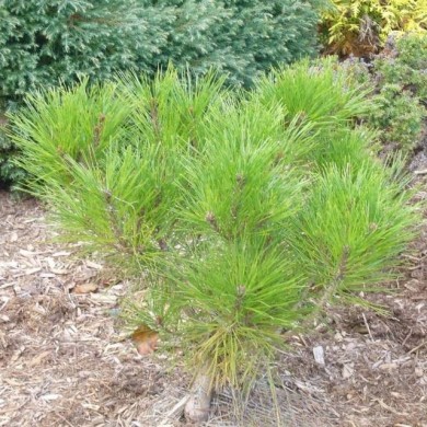 Pin rouge du Japon - Pinus densiflora 'Alice Verkade' (Skai Leja / flickr.com)