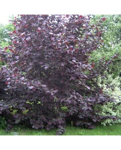 Corylus maxima Purpurea (Marcus Cyron / Wikimedia)