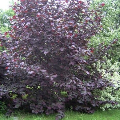 Corylus maxima Purpurea (Marcus Cyron / Wikimedia)