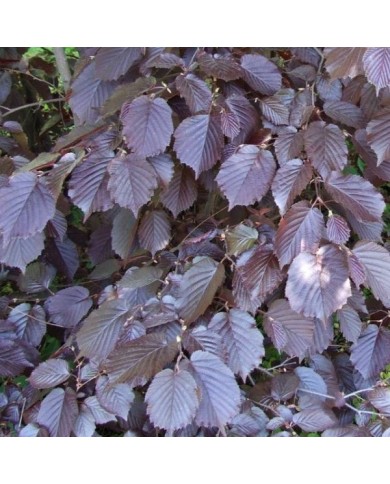 Corylus maxima 'Purpurea' (Jerzy Opio?a / Wikimedia)