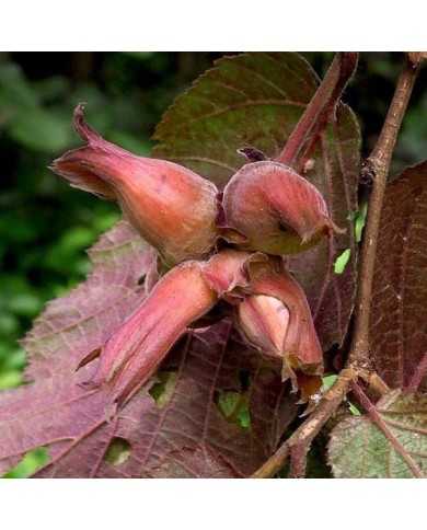 Corylus maxima 'Purpurea' - noisettes (Hladac / Wikimedia)