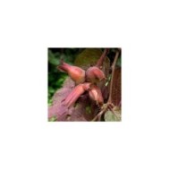 Corylus maxima 'Purpurea' - noisettes (Hladac / Wikimedia)