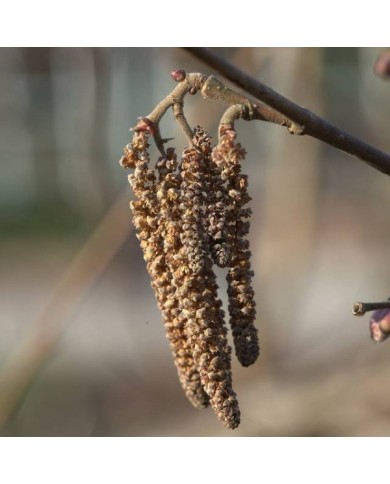 Corylus maxima Purpurea - floraison (Averater / Wikimedia)