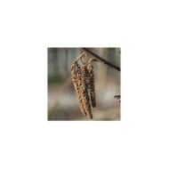 Corylus maxima Purpurea - floraison (Averater / Wikimedia)